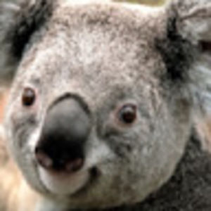 Meet your Posher, Panfila